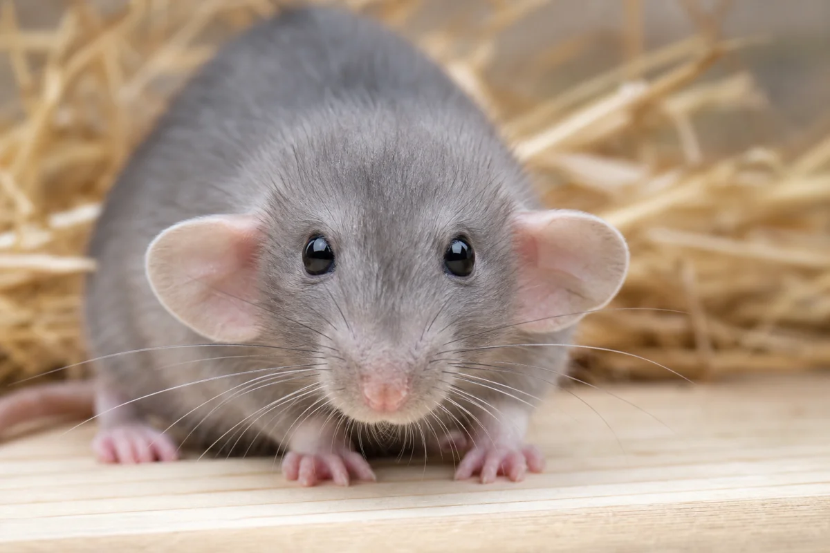 races de rats